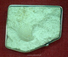 Ramienionogi